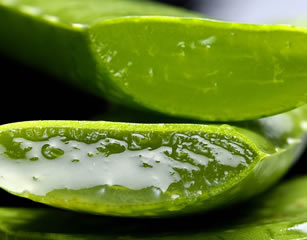Quelles Sont Les Actions De l’Aloe Vera Sur La Peau